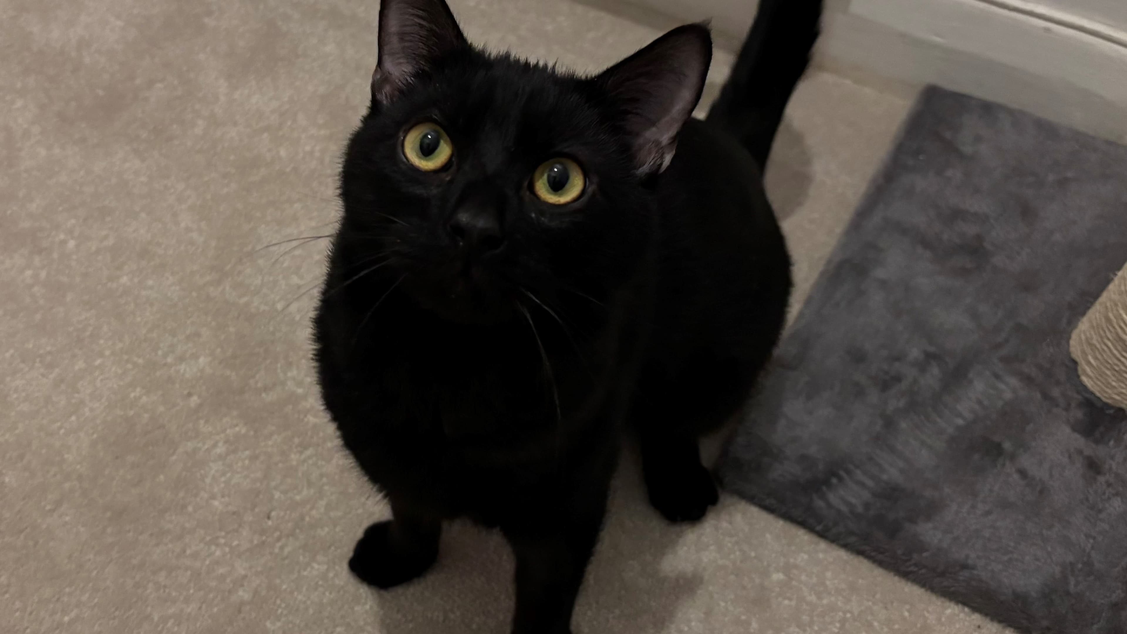 Bruno — Domestic Short-hair