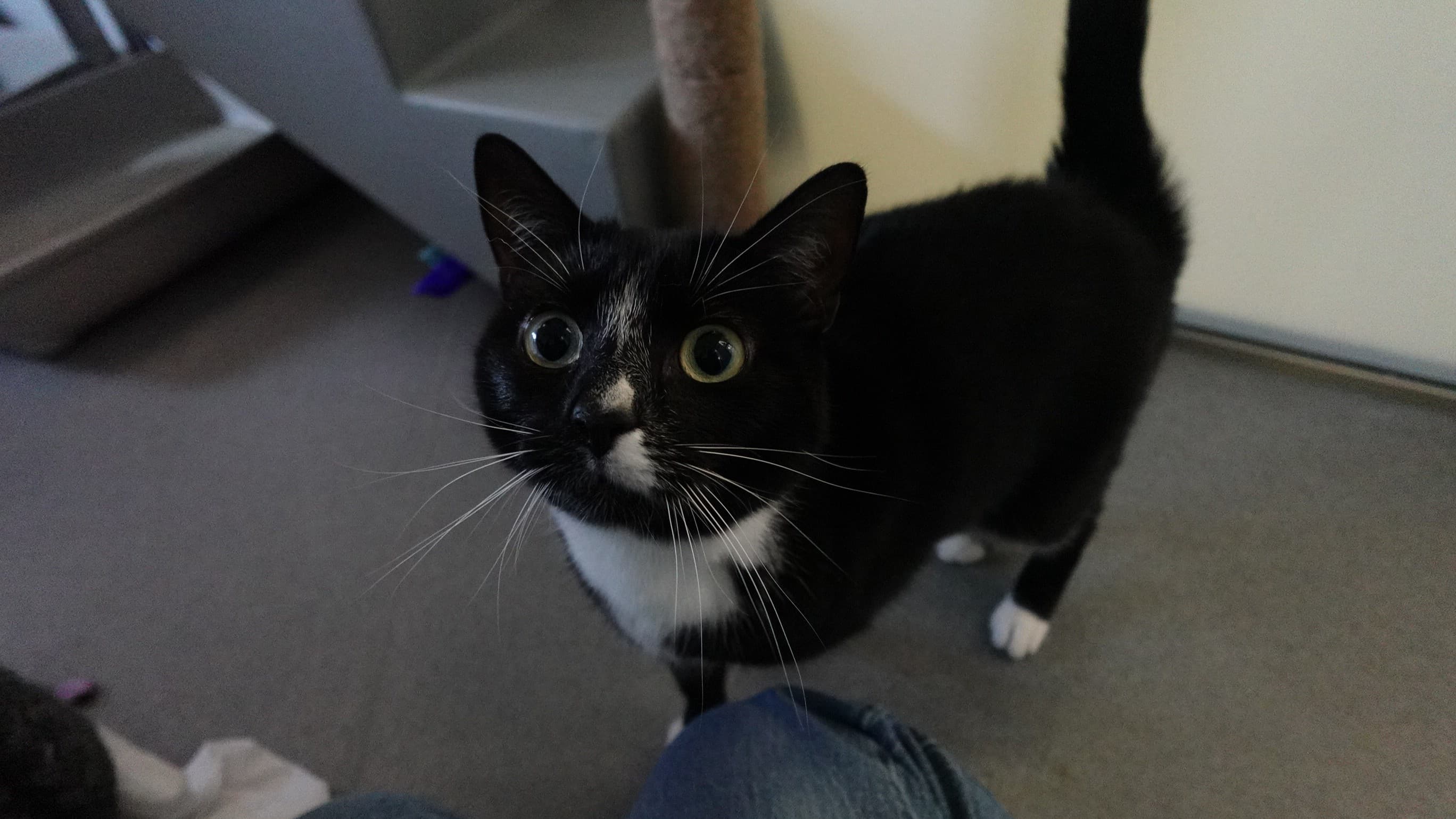 Harlem — Domestic Short-hair