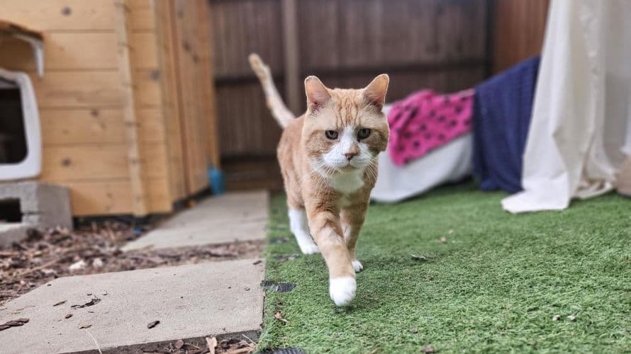 Branson — Domestic Short-hair