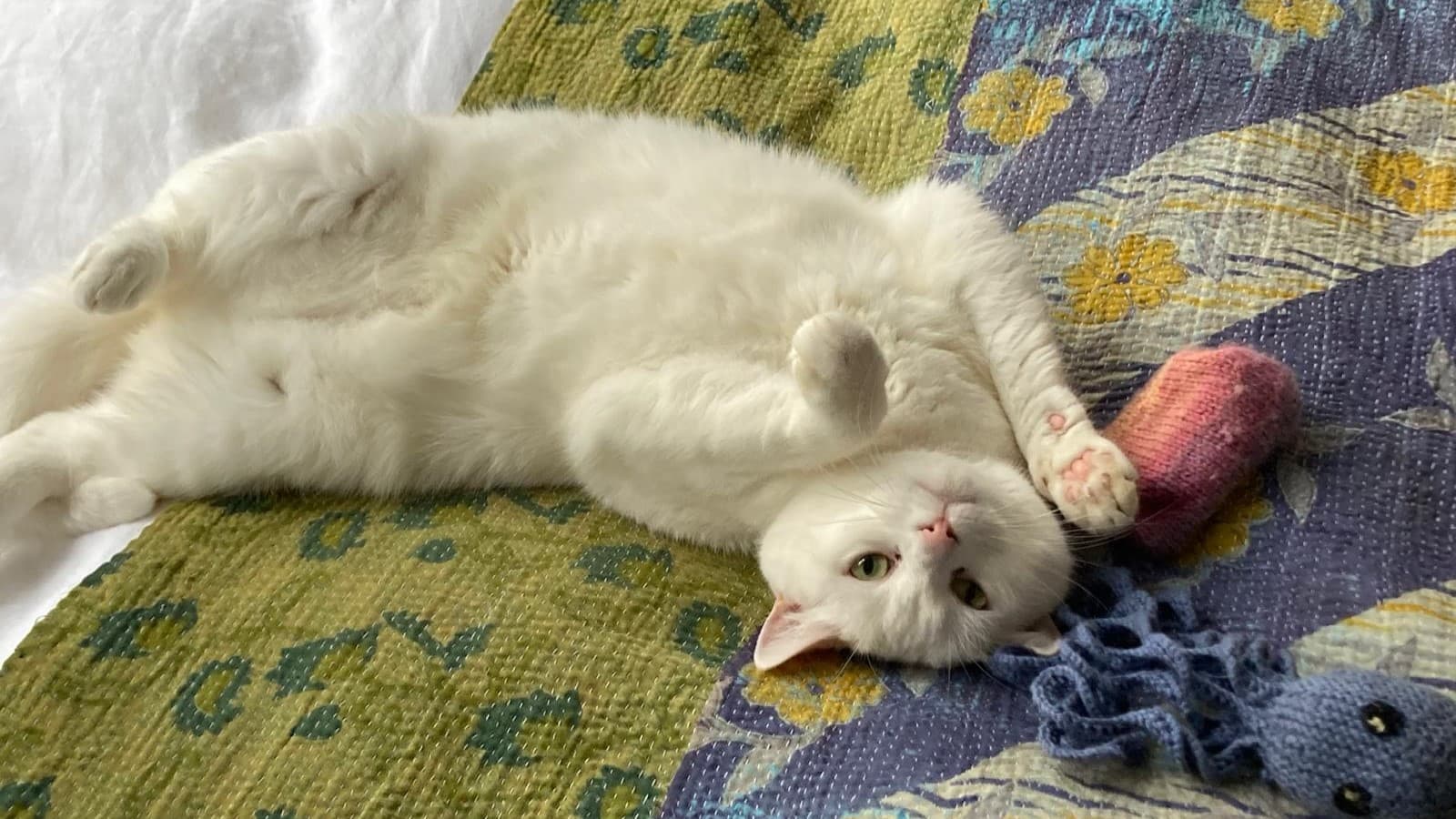 Bao — Domestic Short-hair