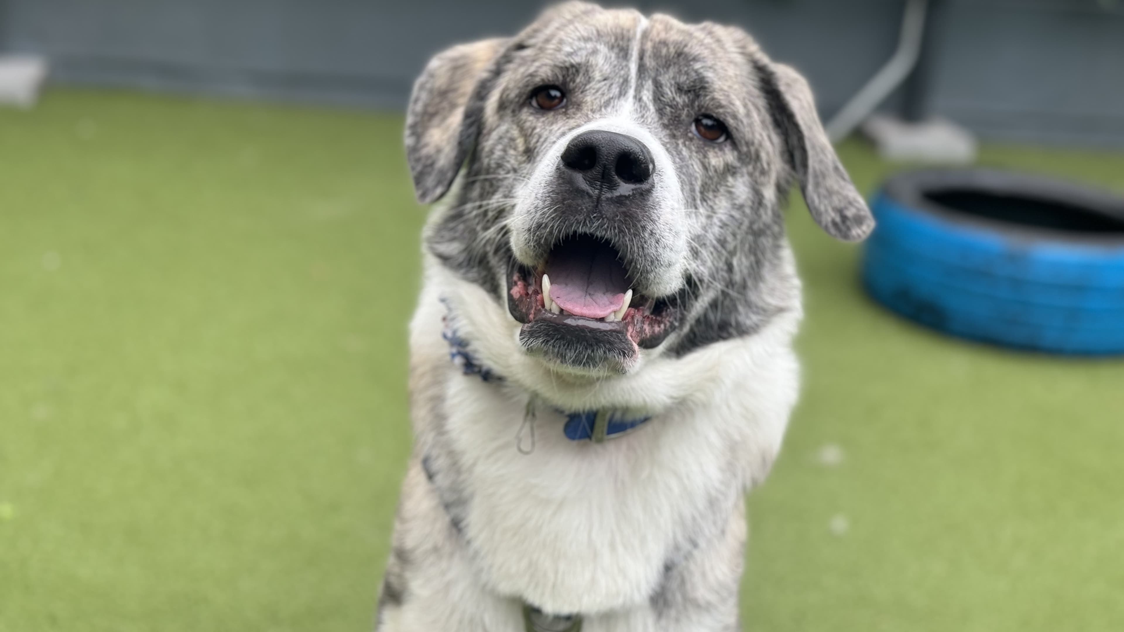 Shaila — Central Asian Shepherd