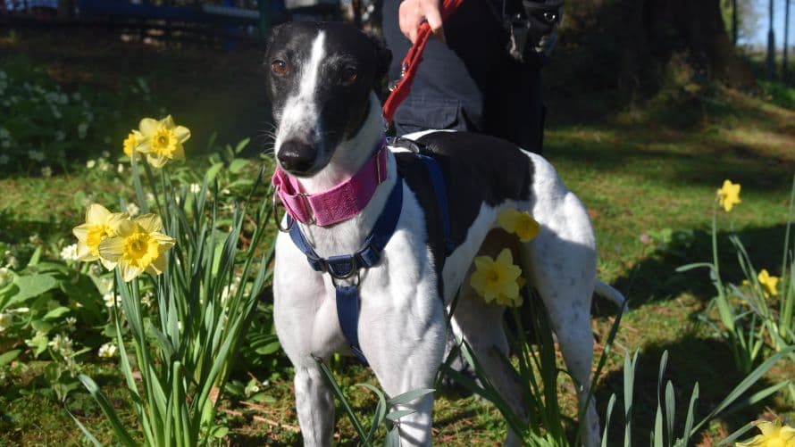 Crystal (bow dog) photo 9