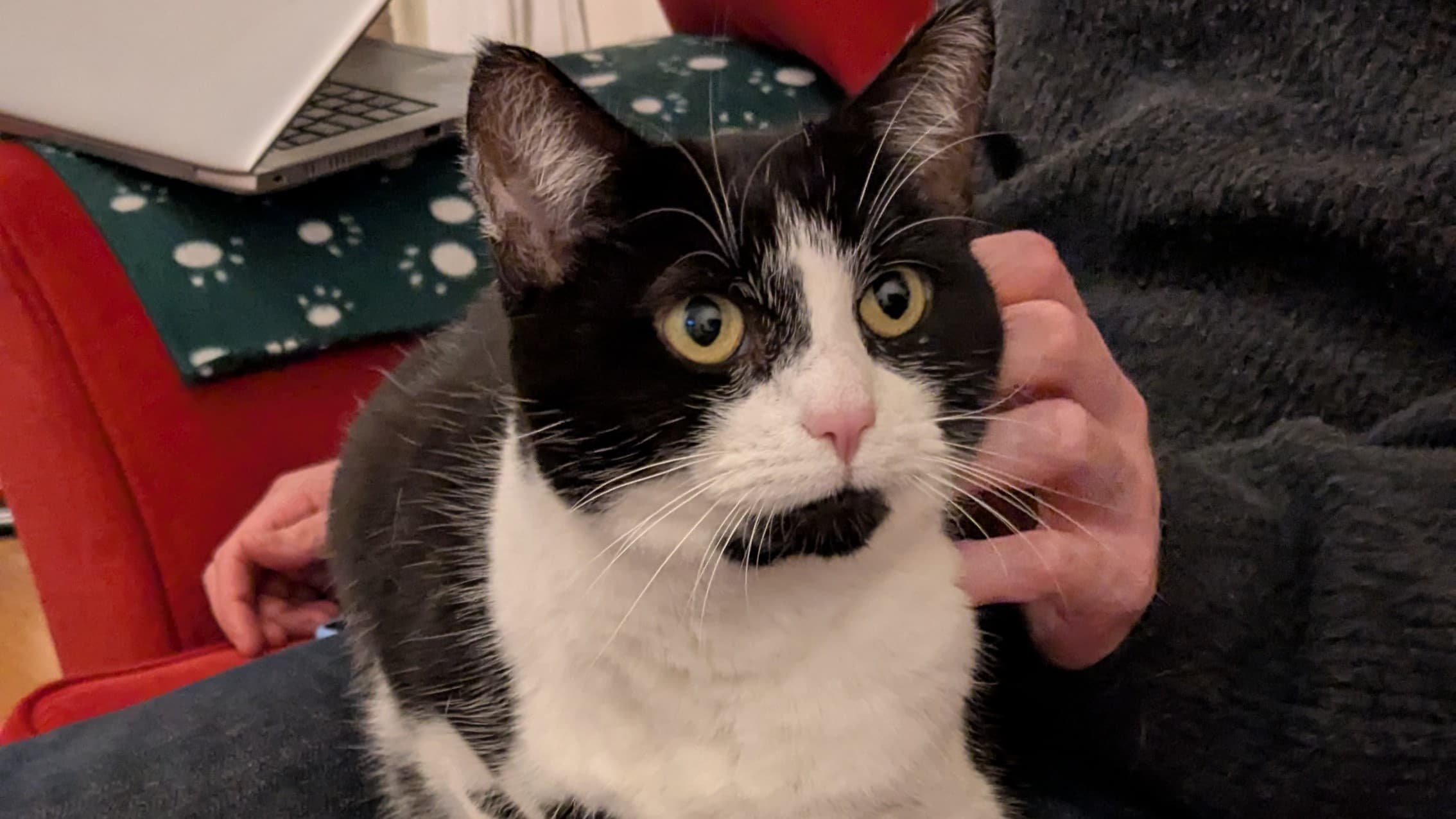 Duckling — Domestic Short-hair