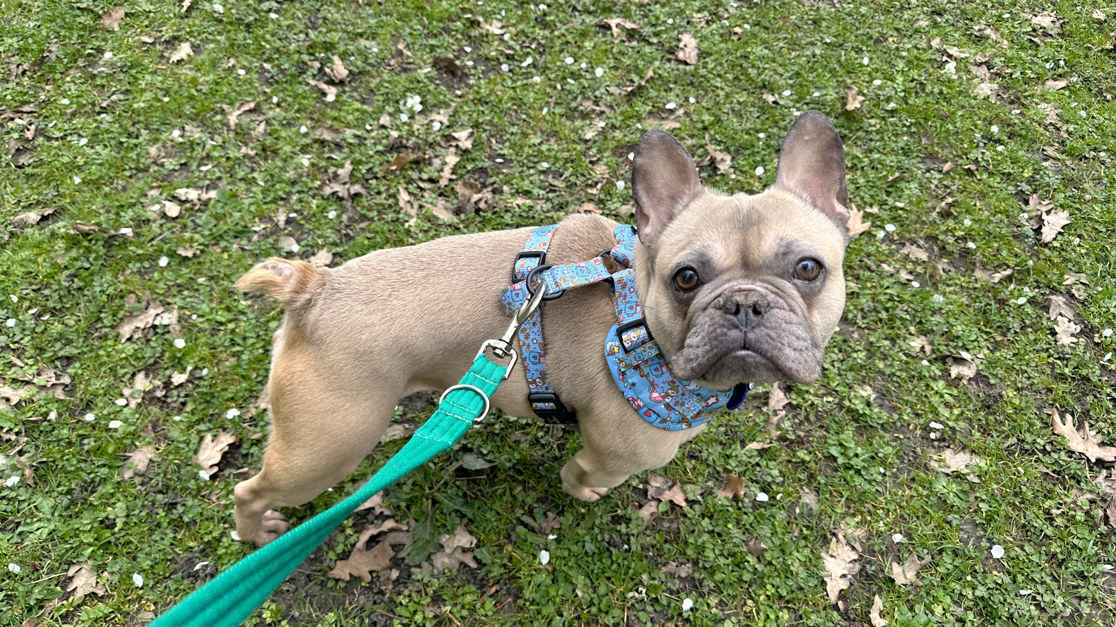 Bug — Bulldog: French