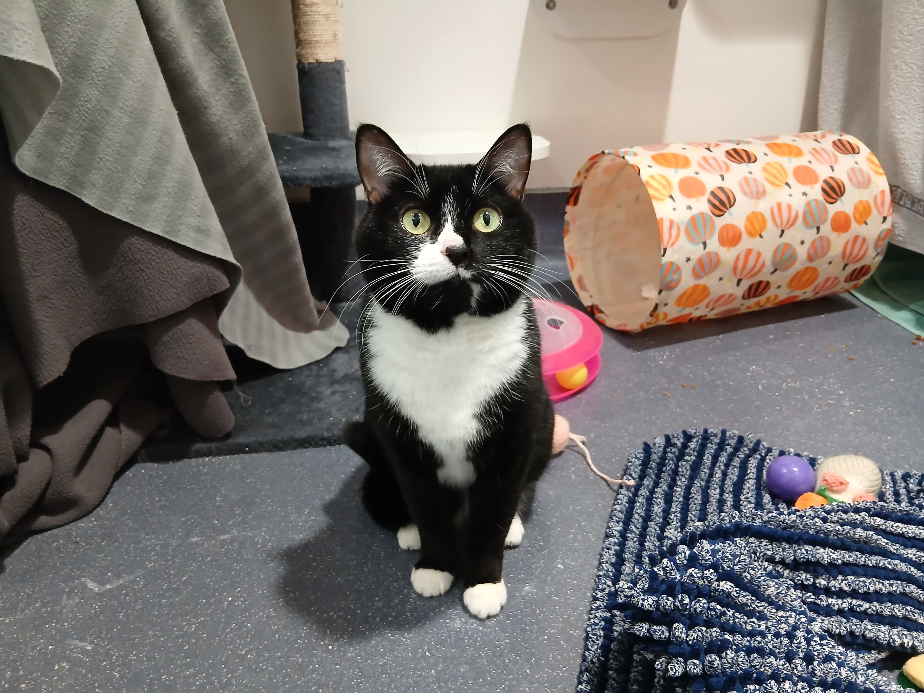 Kiwi — Domestic Short-hair