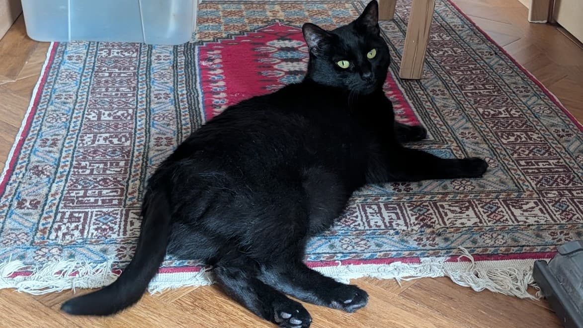 Nyx — Domestic Short-hair