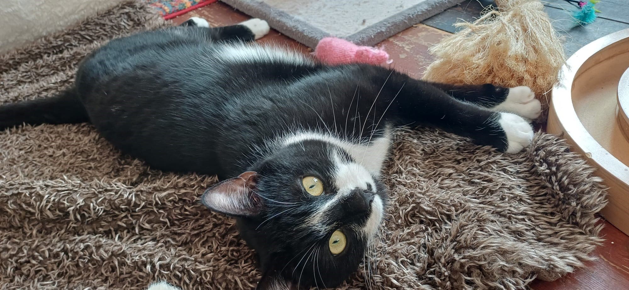 Frederick — Domestic Shorthair