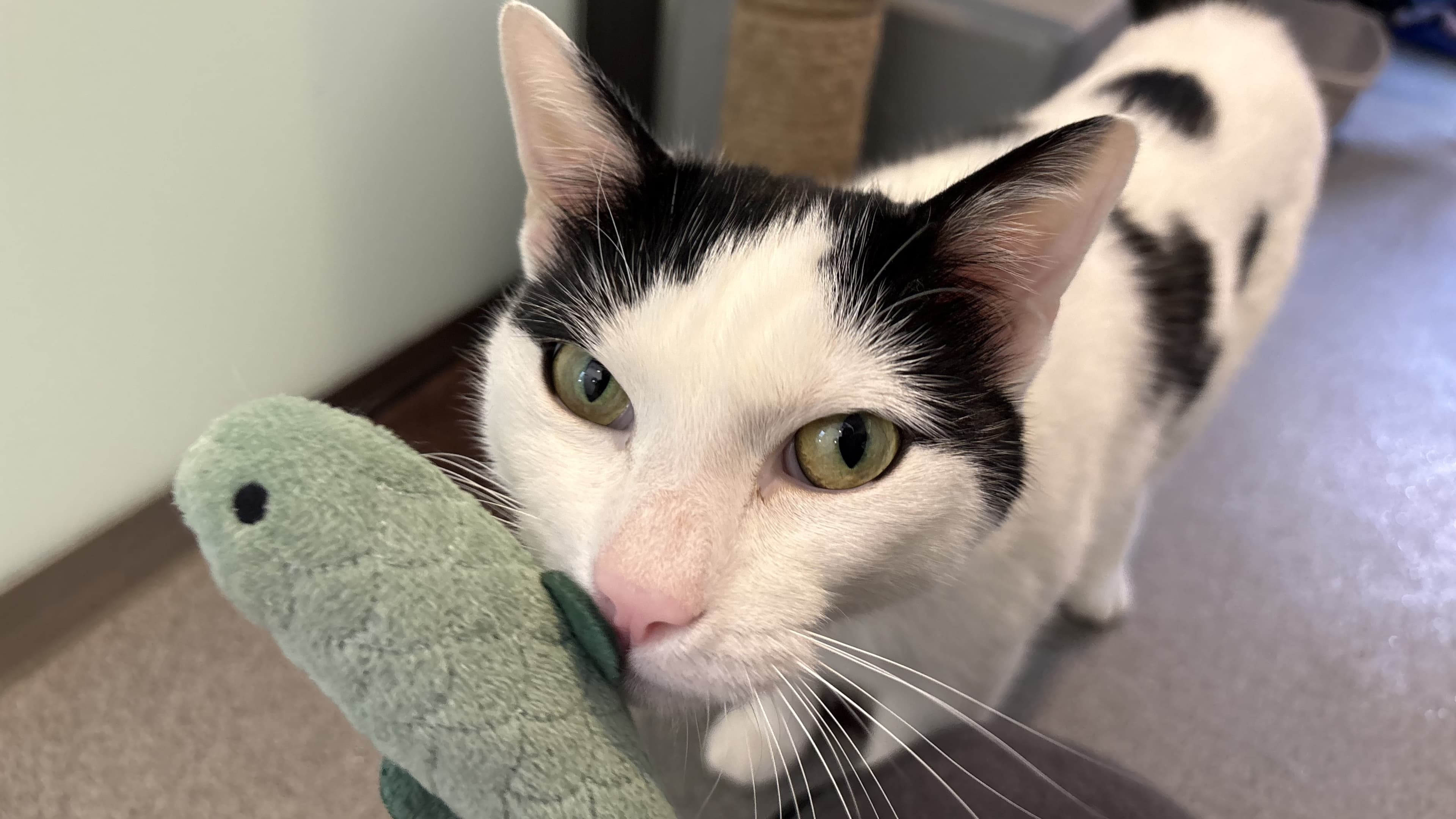 Zeitoon — Domestic Short-hair