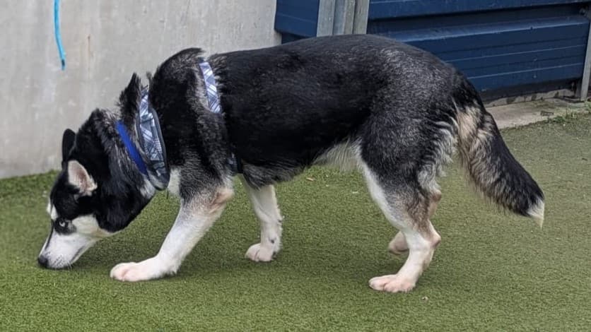 Brie — Siberian Husky