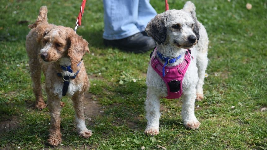 Peach (& pear) photo 3