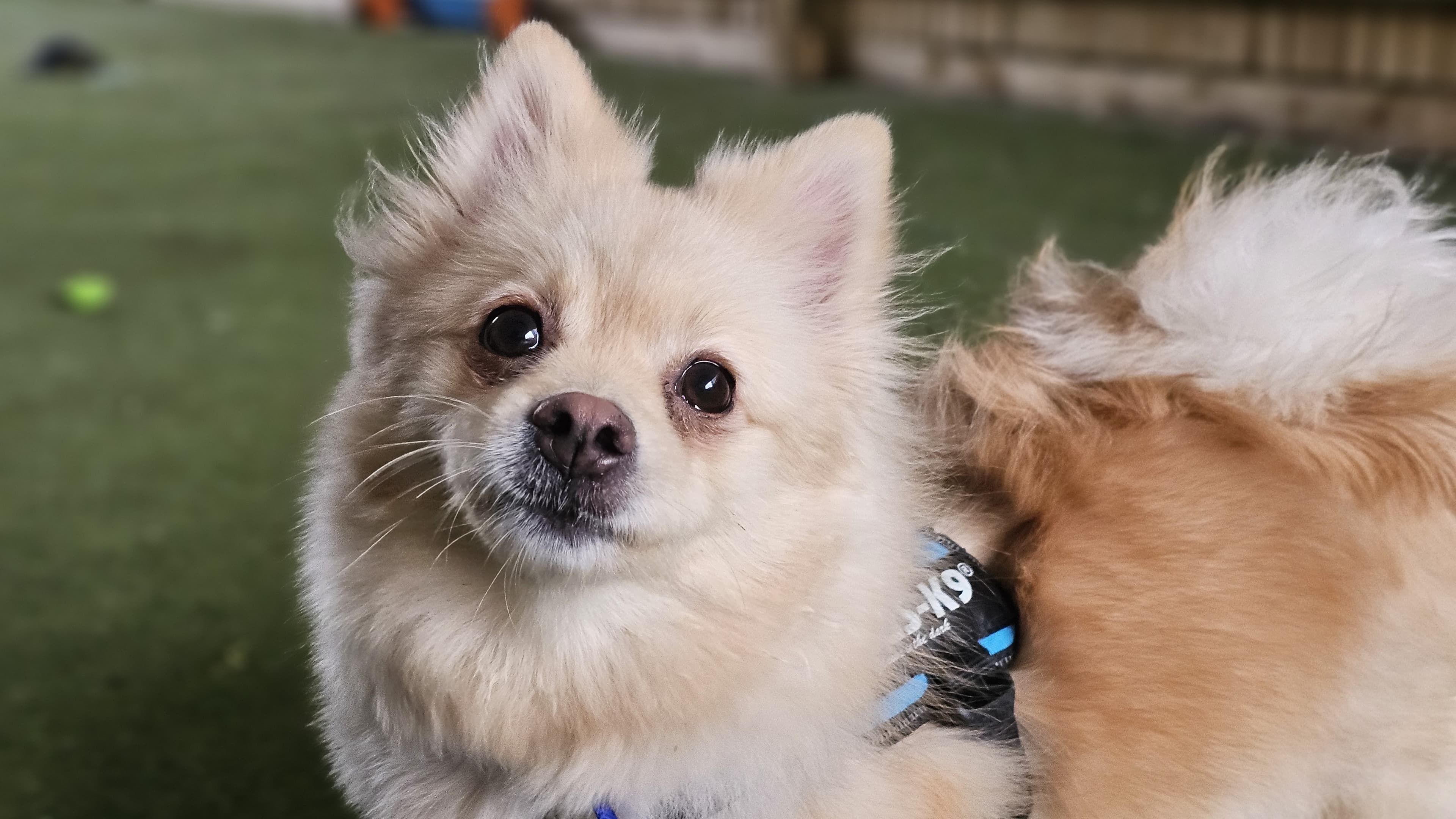 Yogi — Spitz: Volpino Italiano