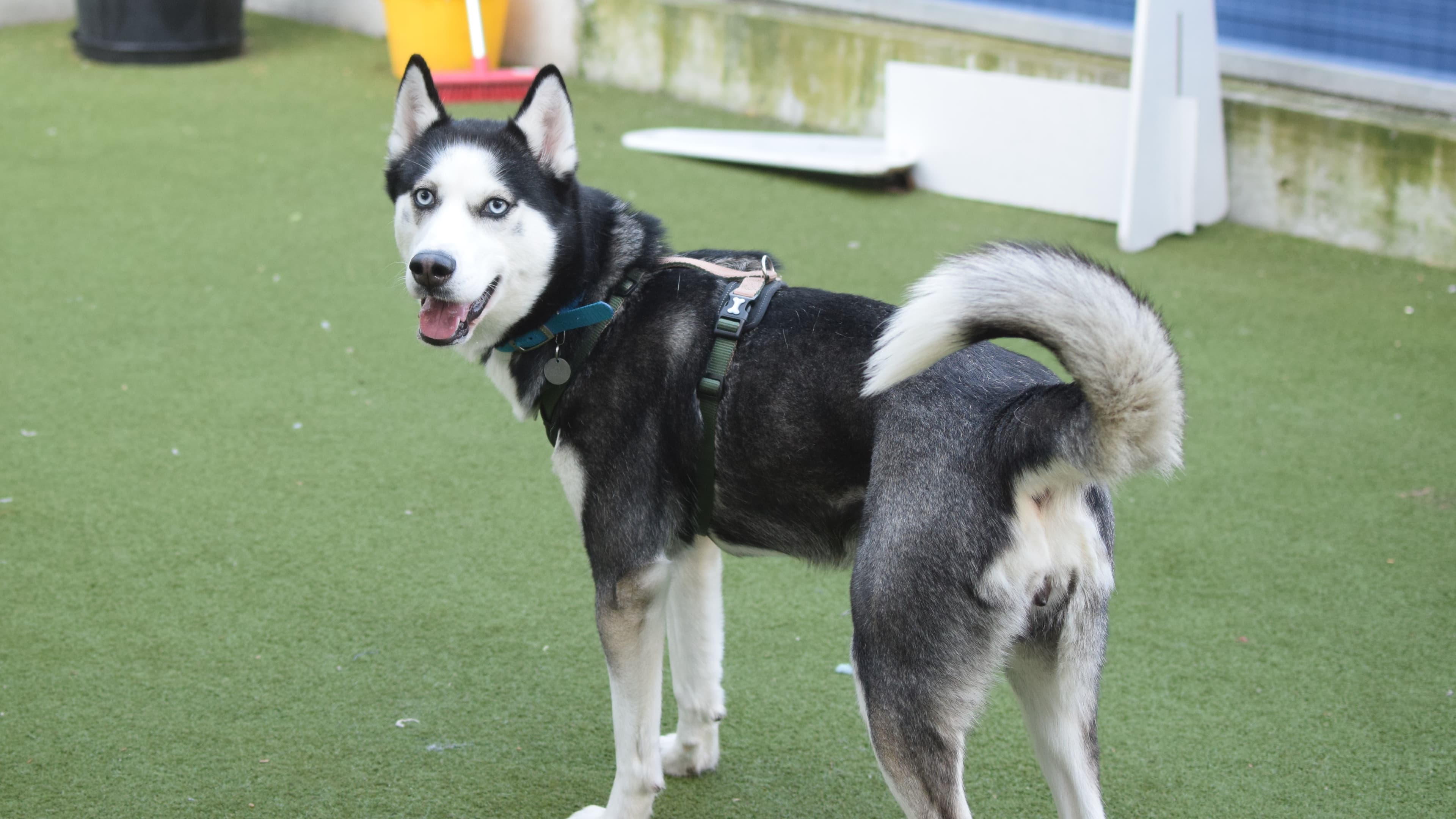 Star — Siberian Husky