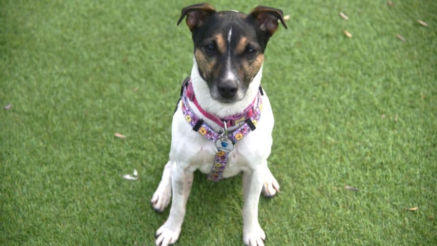 Chubs (& brambles) photo 6