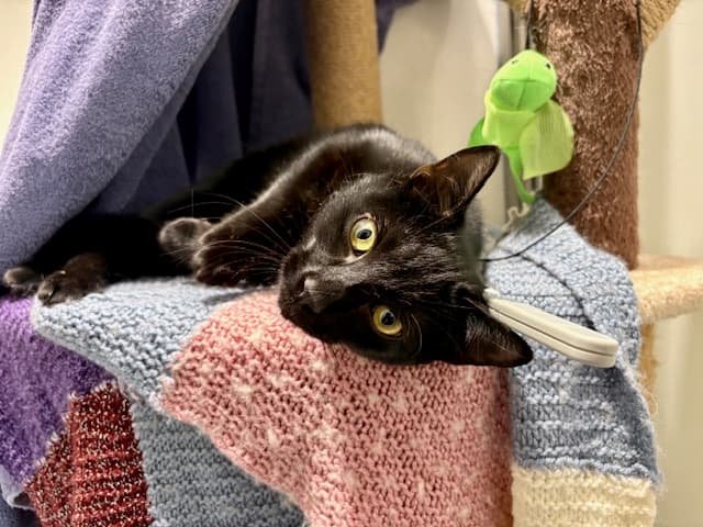 Pop — Domestic Short-hair