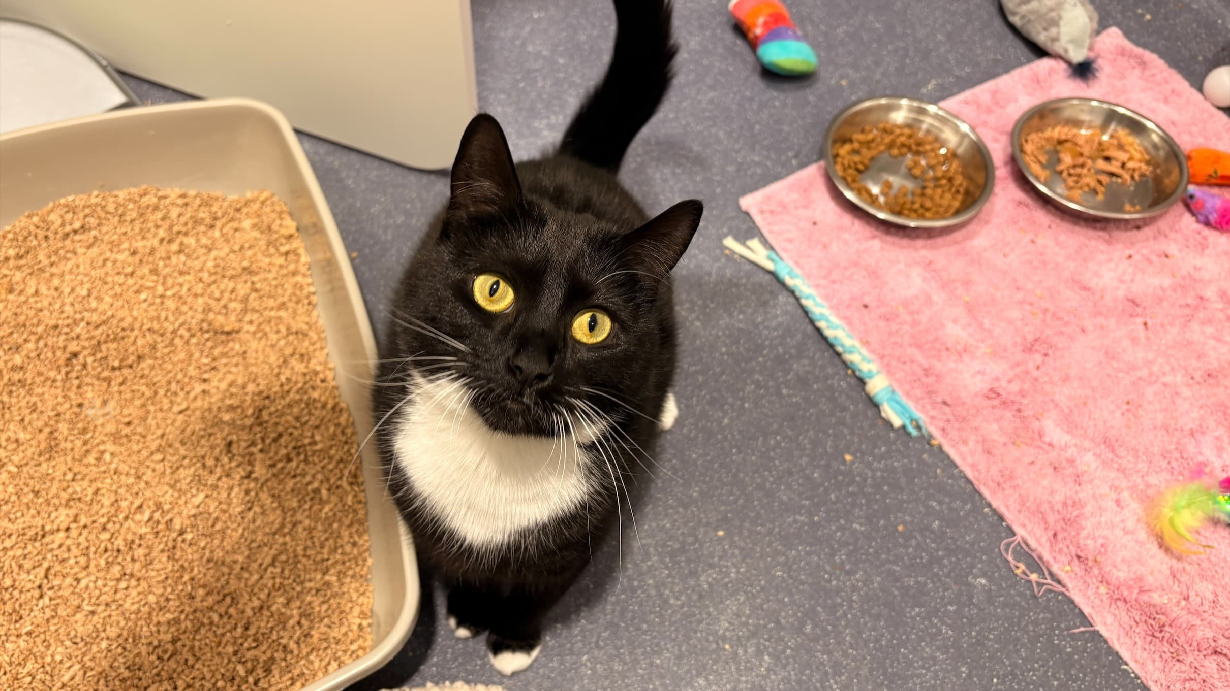 Lemon drizzle — Domestic Short-hair