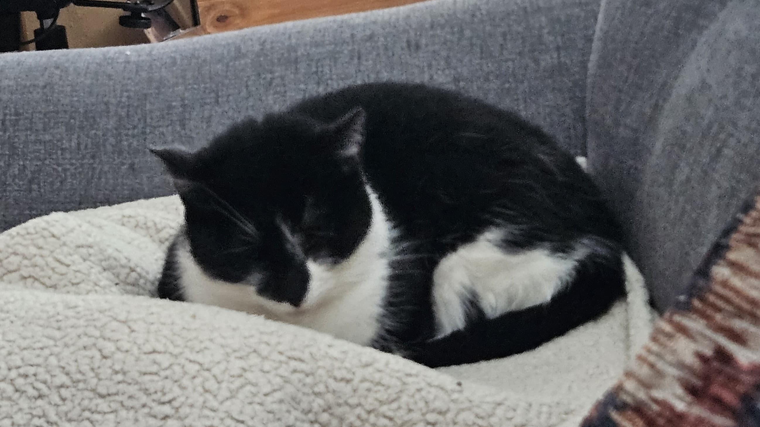 Cous cous — Domestic Short-hair