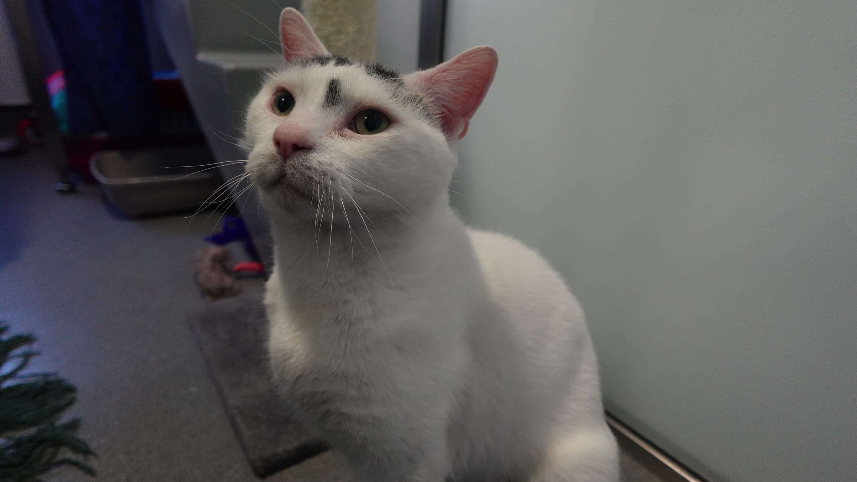 Mittens (& oreo) photo 5