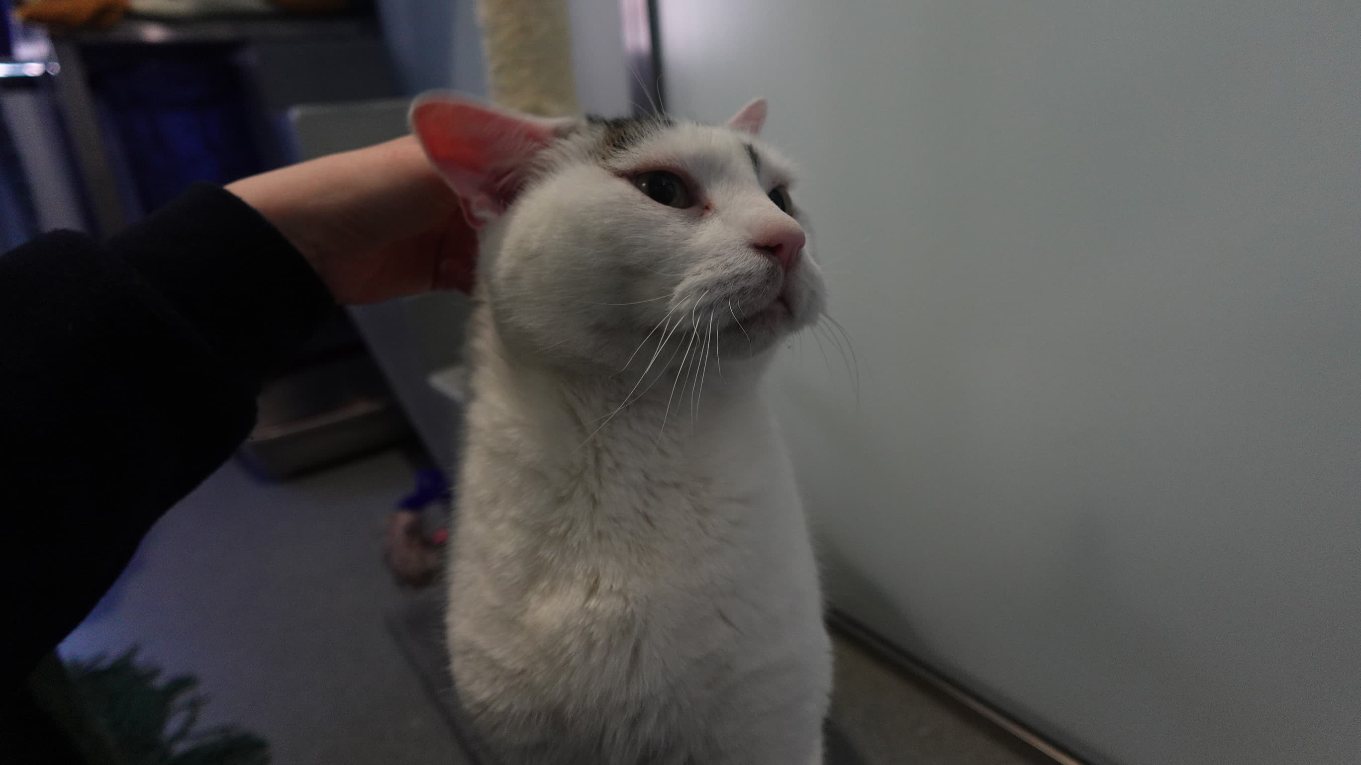 Mittens (& oreo) photo 3