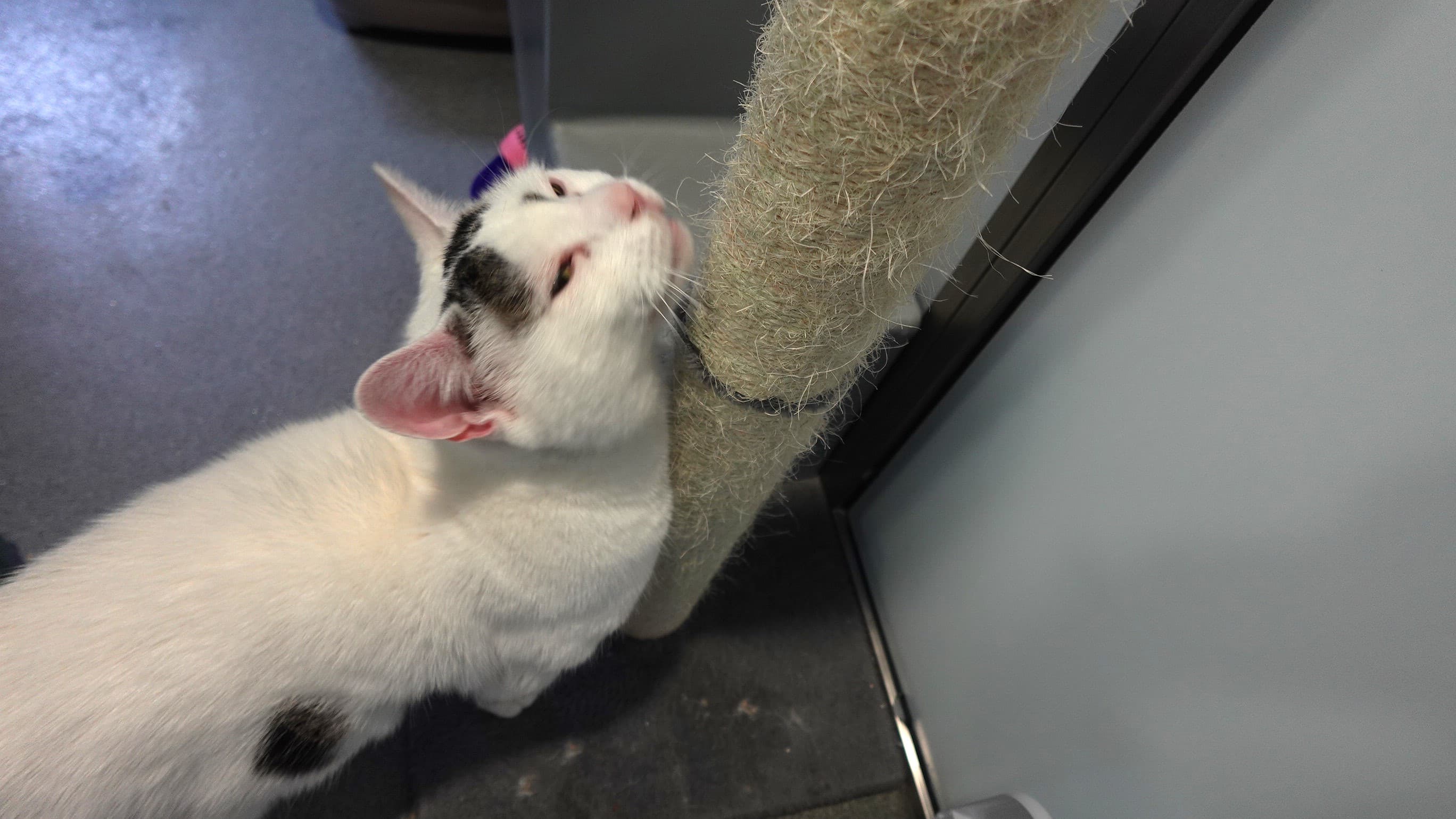 Mittens (& oreo) photo 6