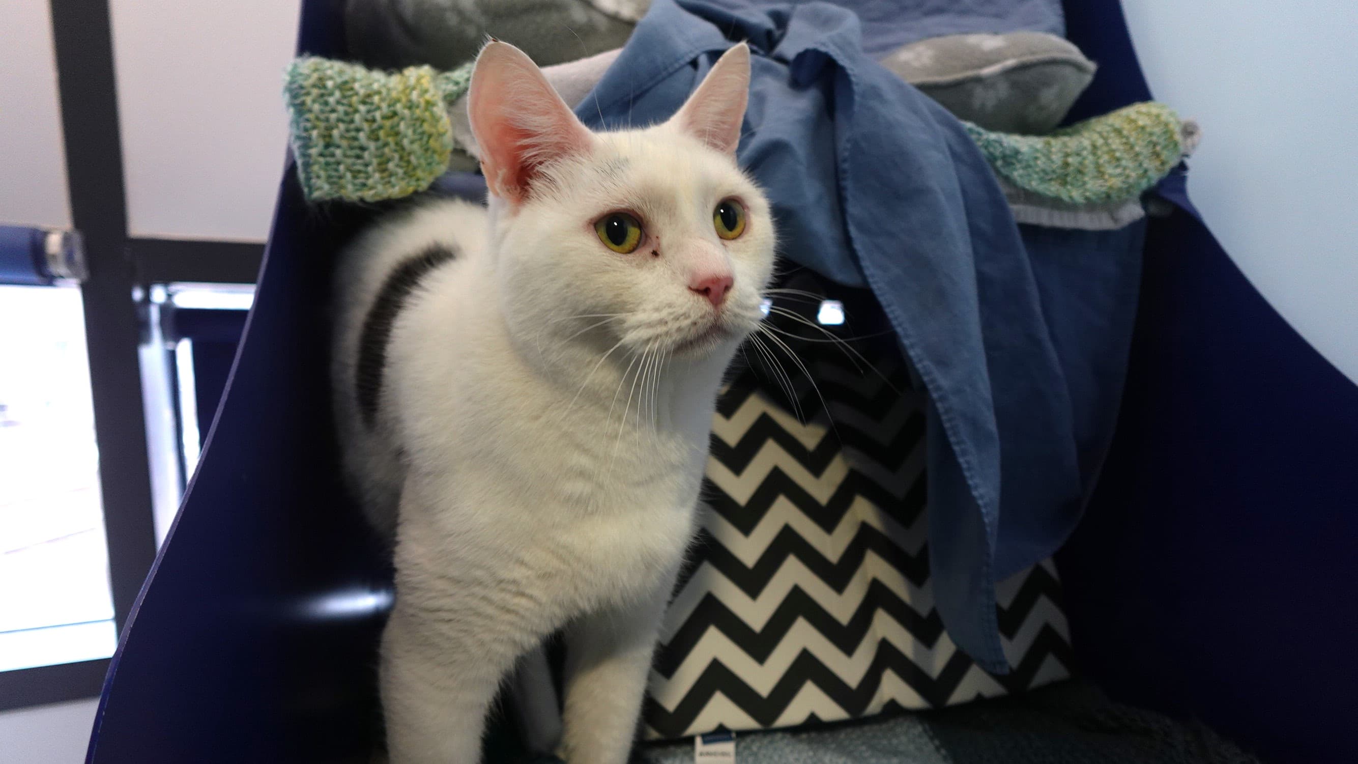 Oreo (& mittens) — Domestic Short-hair