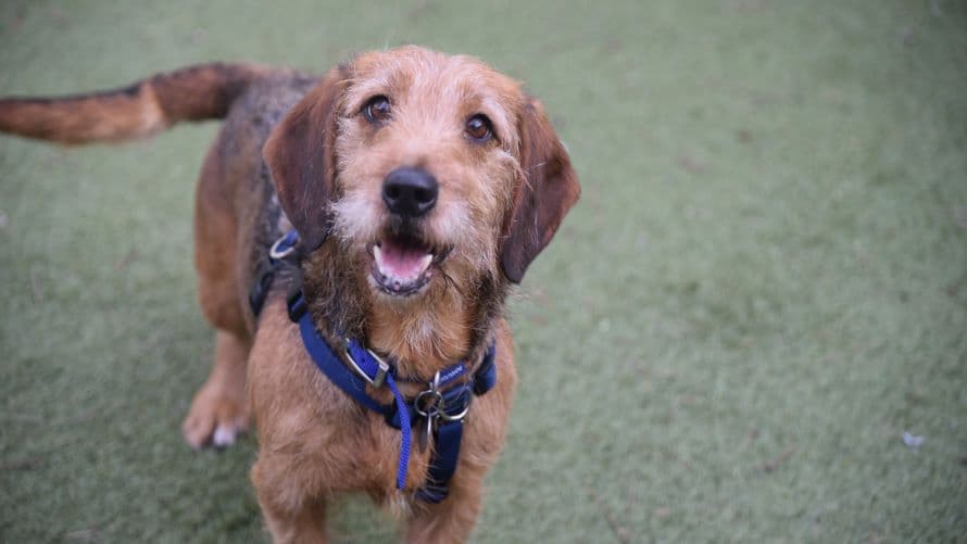 Raye — Dachshund: Std Wire Hr