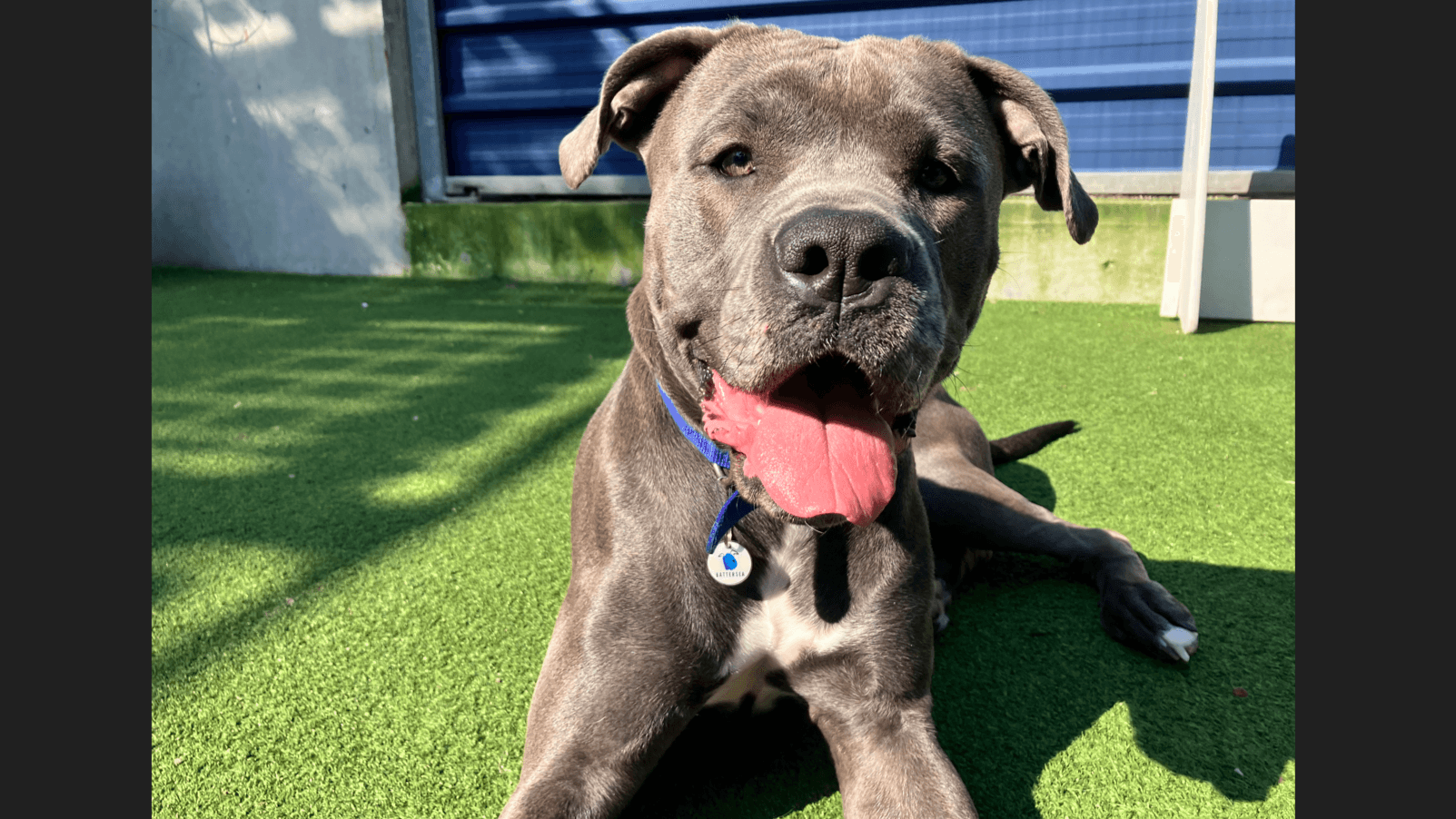 Zelda — Cane Corso