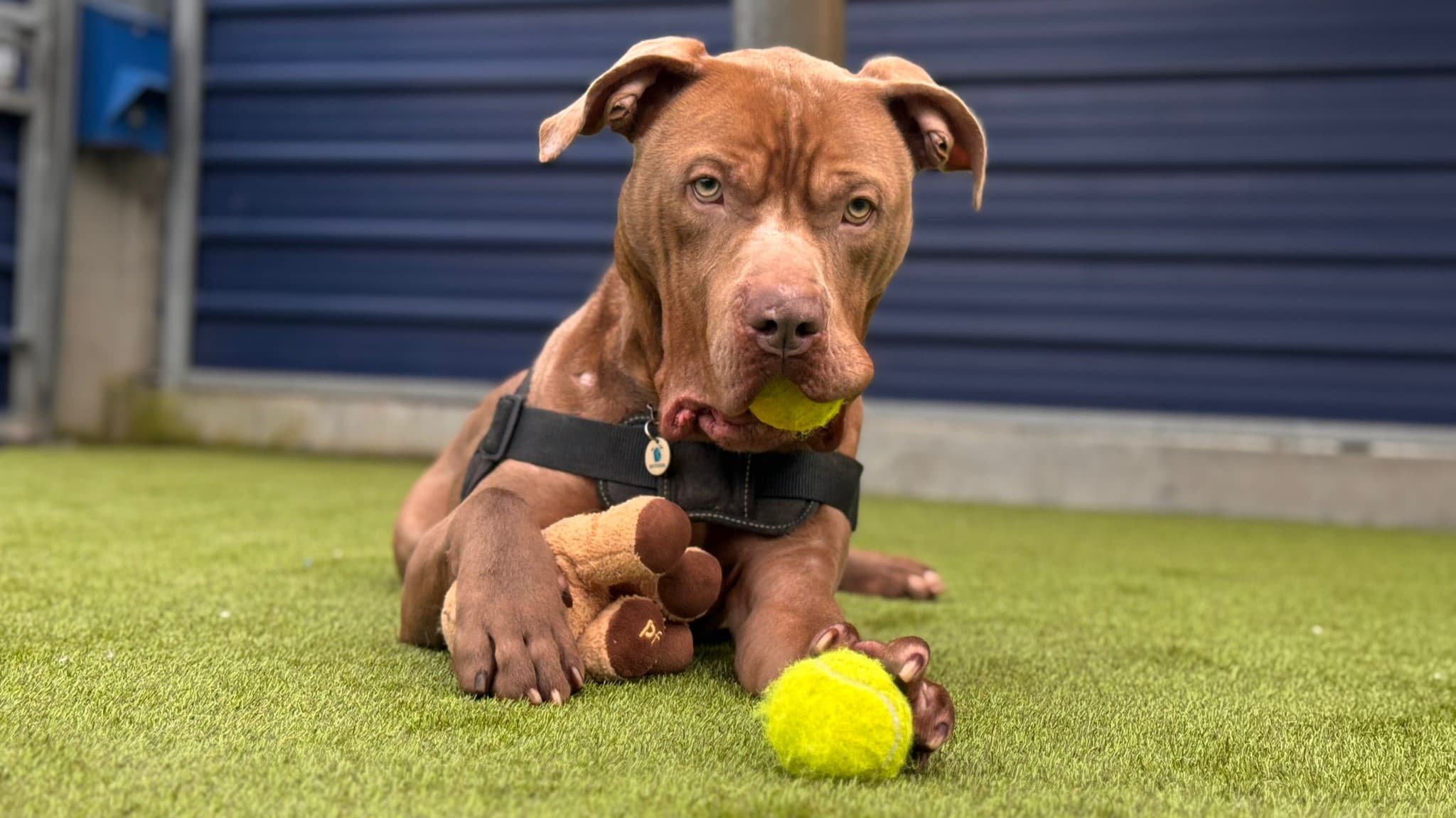 Star — Bulldog: American