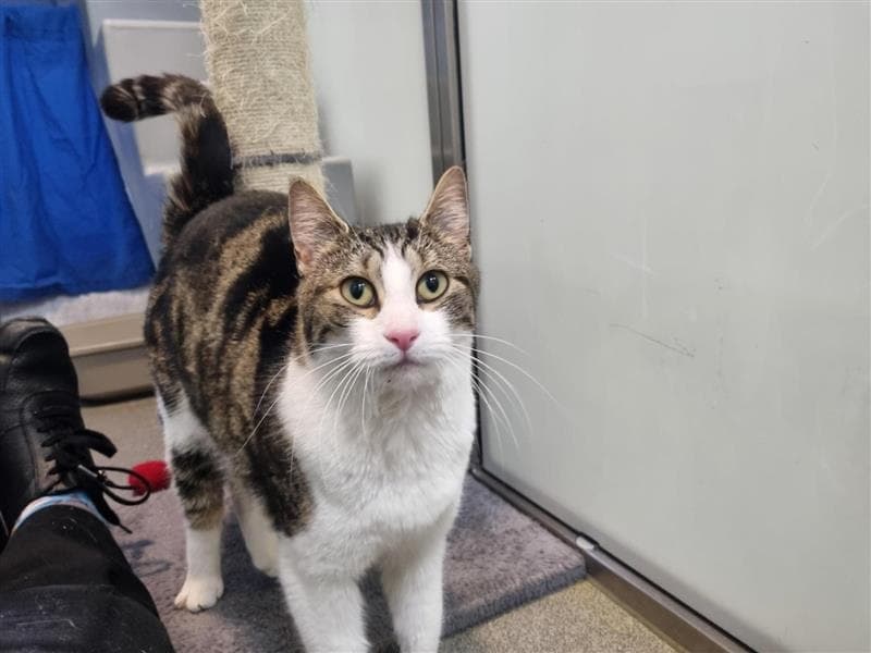 Nini — Domestic Short-hair