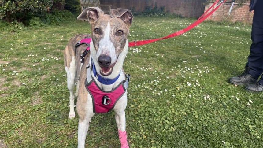 Connie (bow dog) photo 3