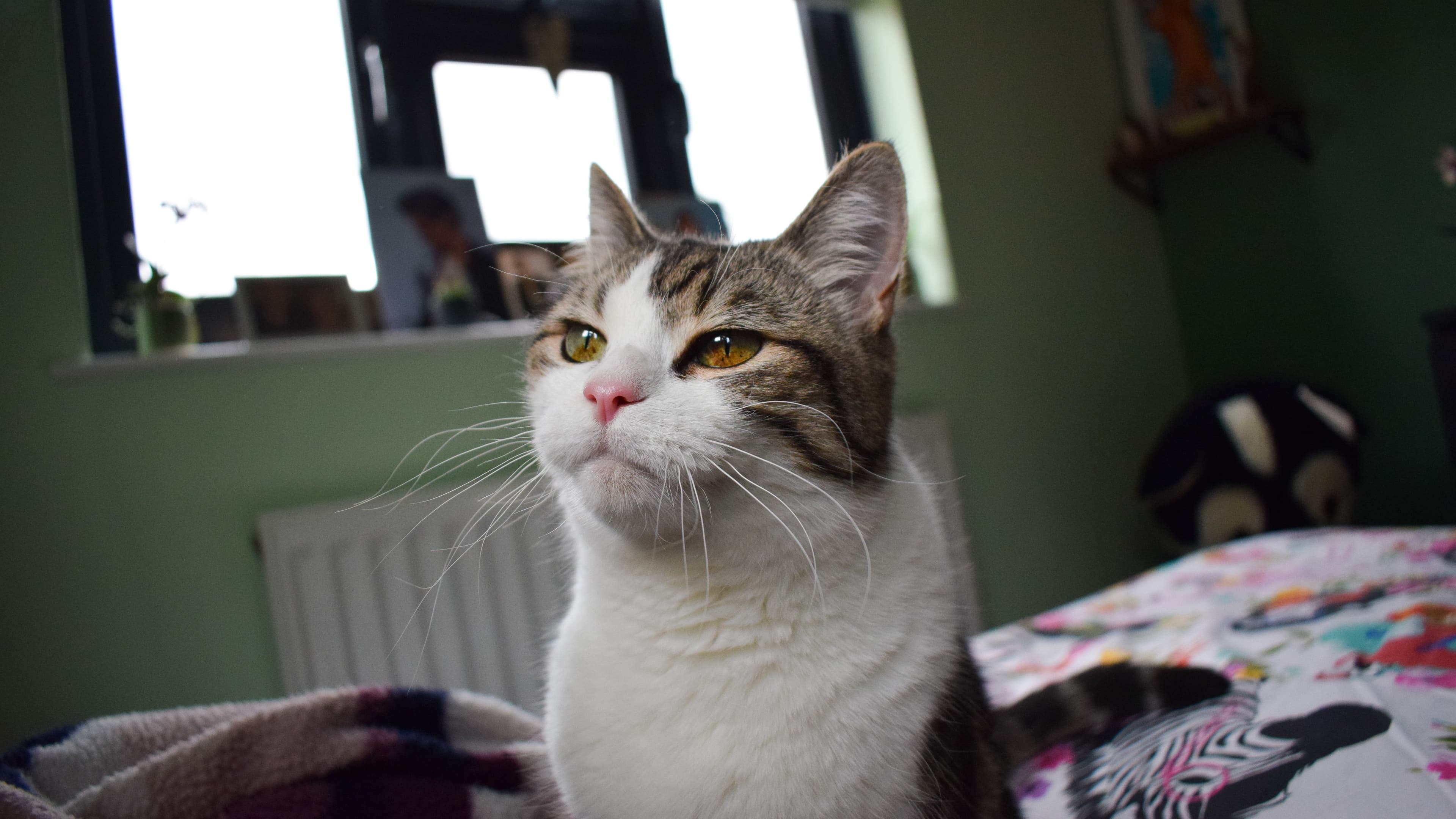 Cagney — Domestic Shorthair