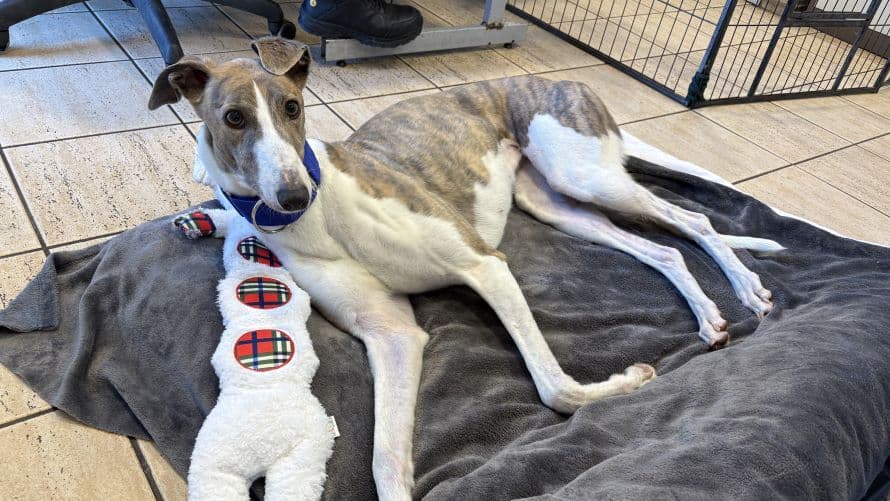 Connie (bow dog) photo 2