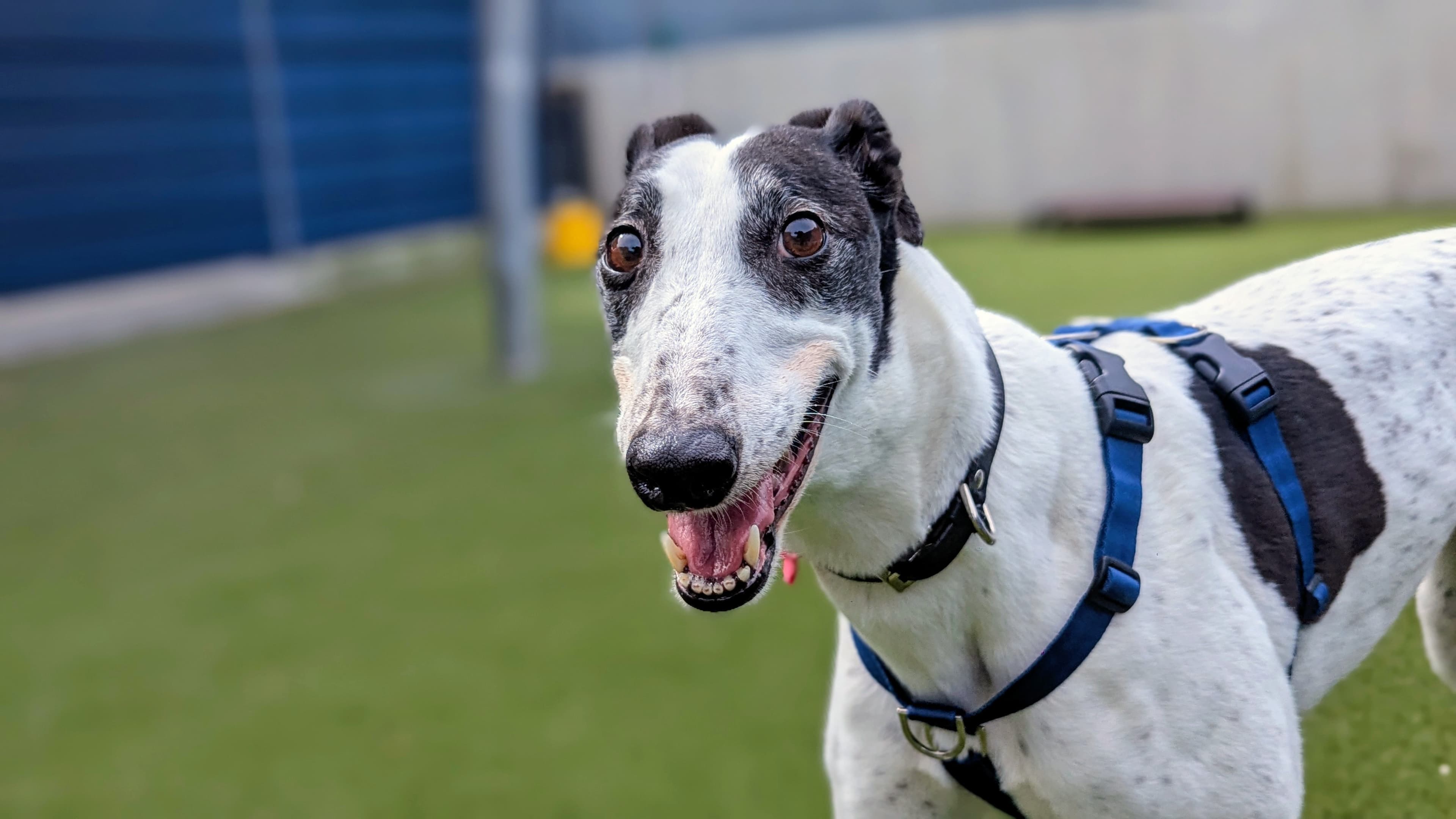 Lassie — Greyhound