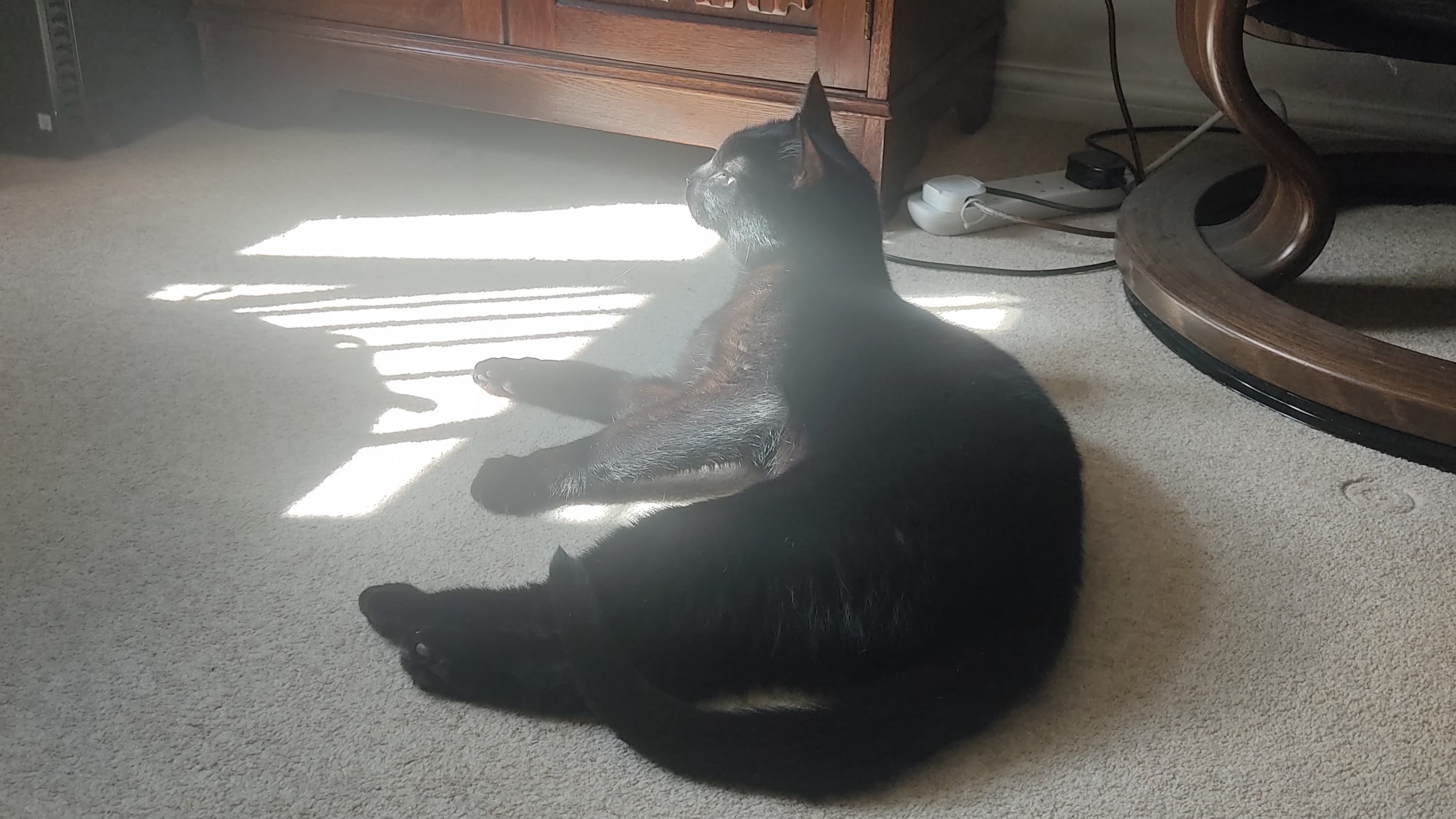 Simba — Domestic Short-hair