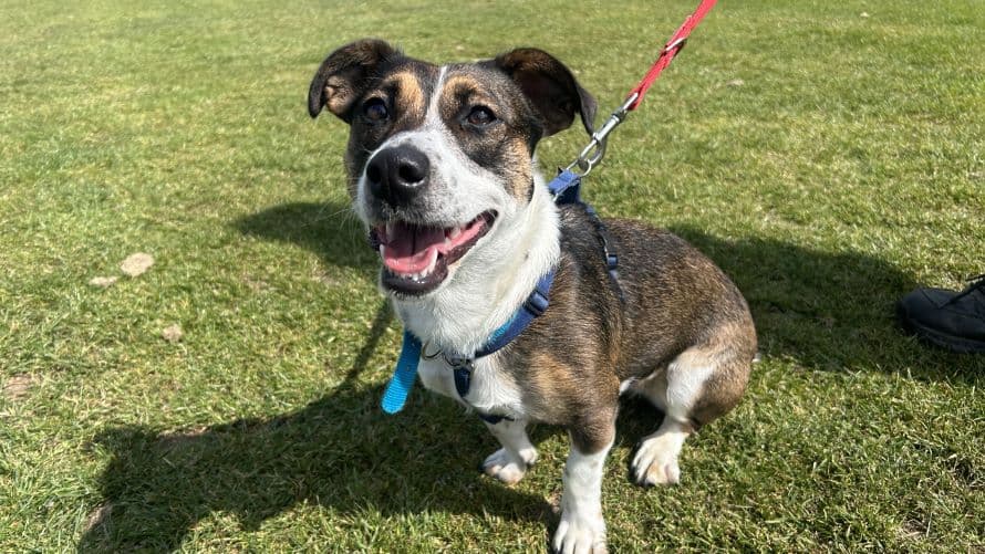 Cookie — Terrier: Jack Russell