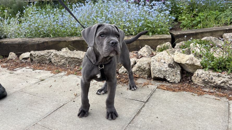 Hendrix — Cane Corso