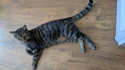 Jeremy — Domestic Short-hair