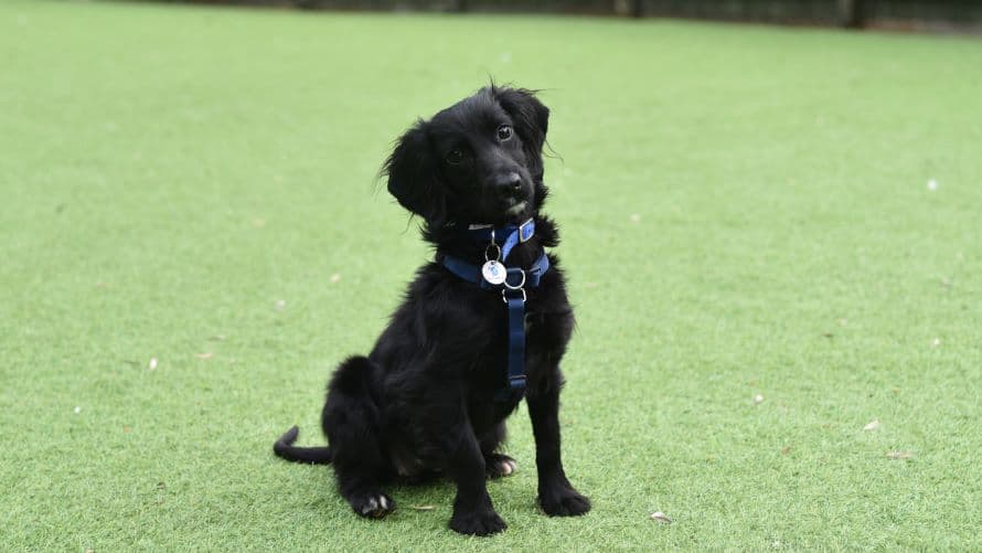 Ellie — Spaniel: Cocker