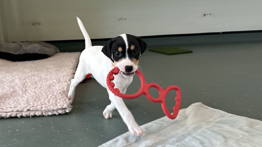 Pea — Jack Russell Terrier