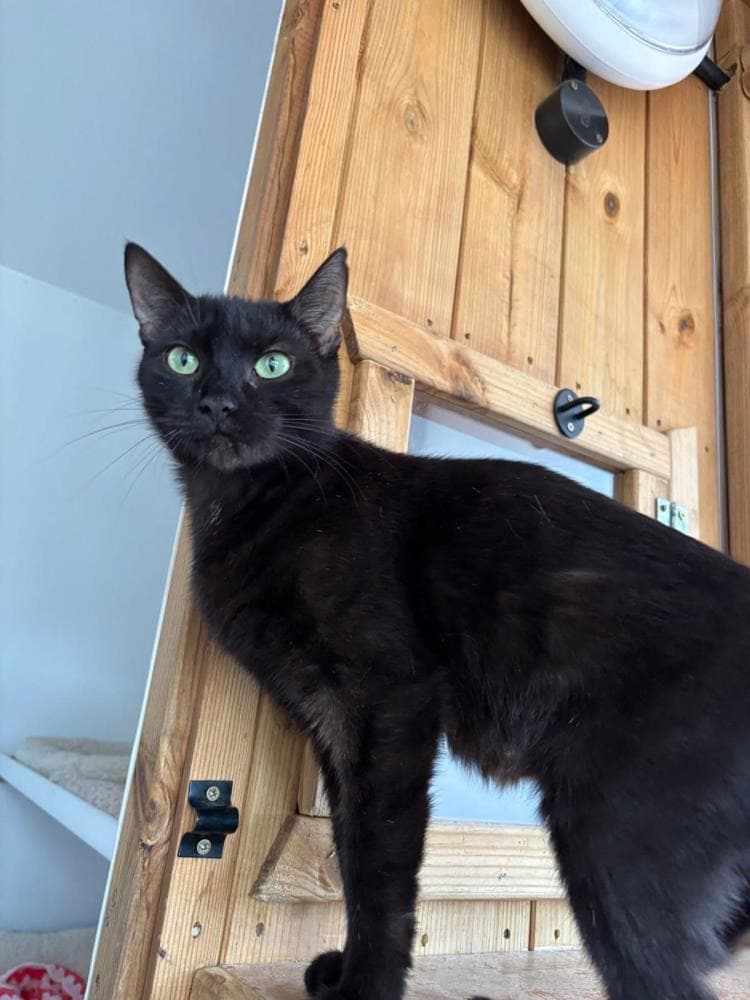 Poppy — Domestic Cat