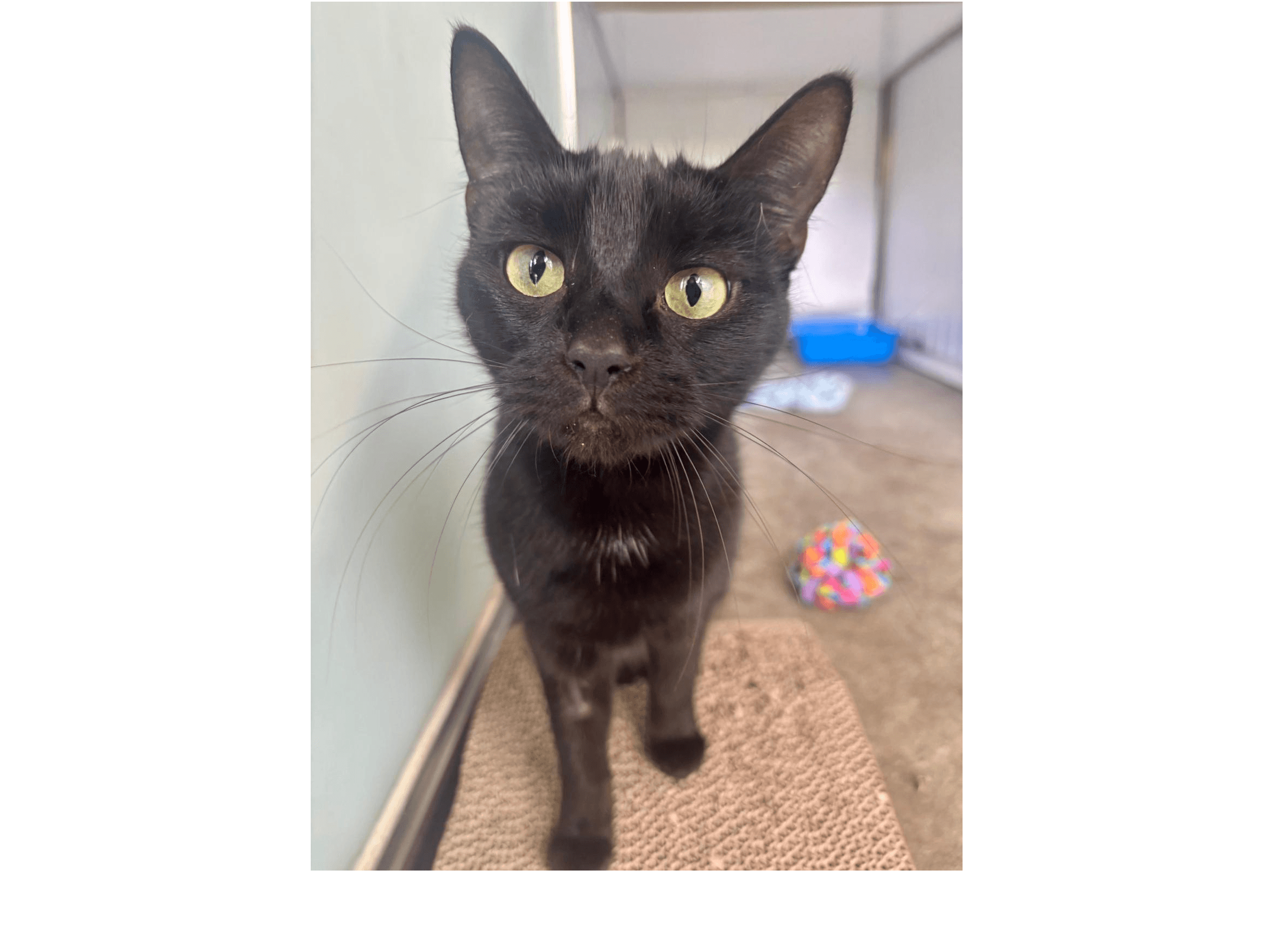 Bluegrass — Domestic Cat