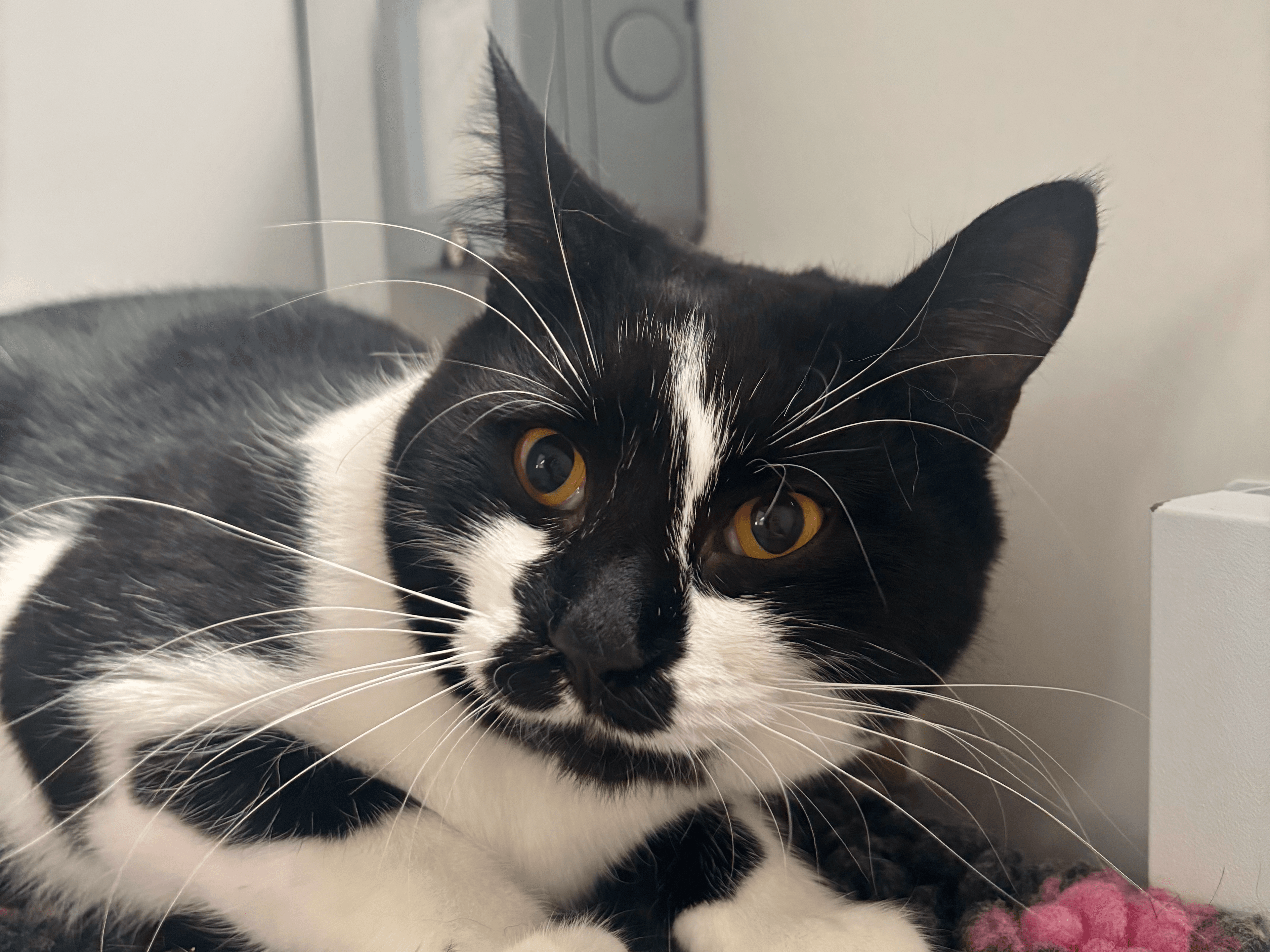 Maybe Sparrow — Domestic Cat