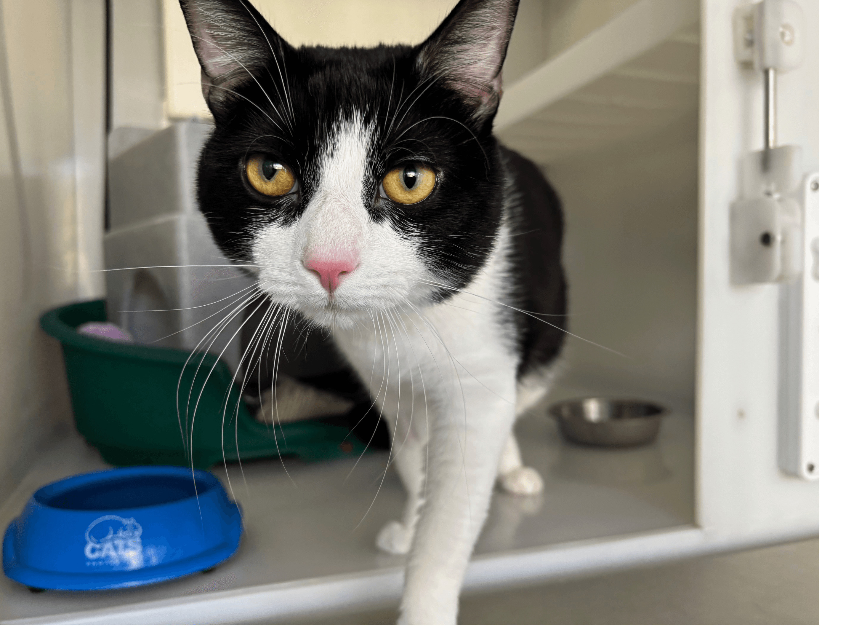 Douglas Fir — Domestic Cat