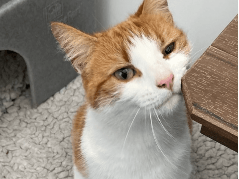 Tom and Sasha — Domestic Cat