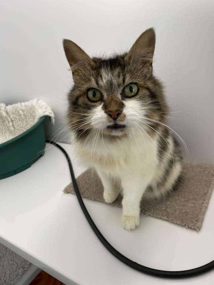 Jilly — Domestic Cat