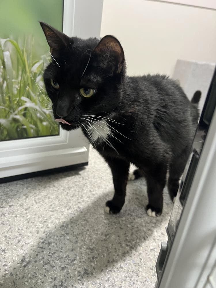 Bolt — Domestic Cat