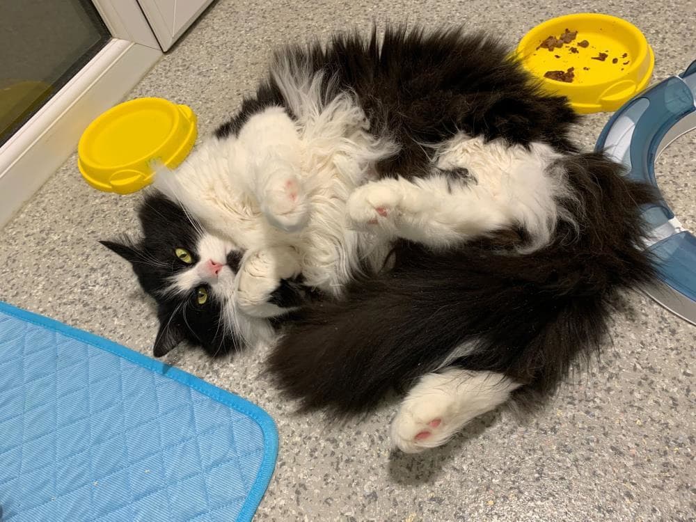 Tensin the III — Domestic Cat