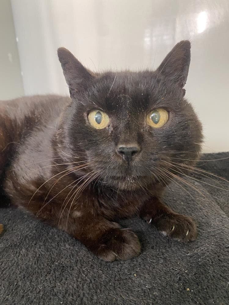 Abu — Domestic Cat