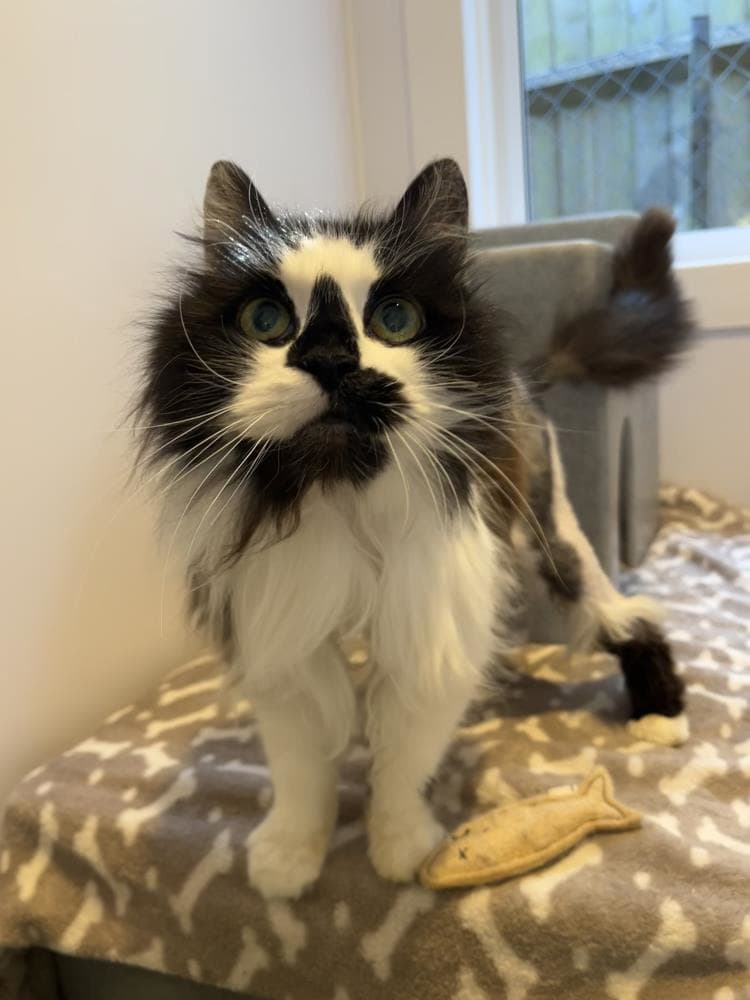 Cuddles — Domestic Cat