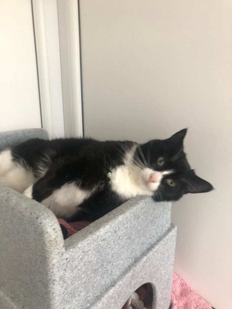 Molly — Domestic Cat