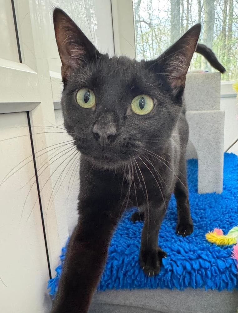 Kit — Domestic Cat